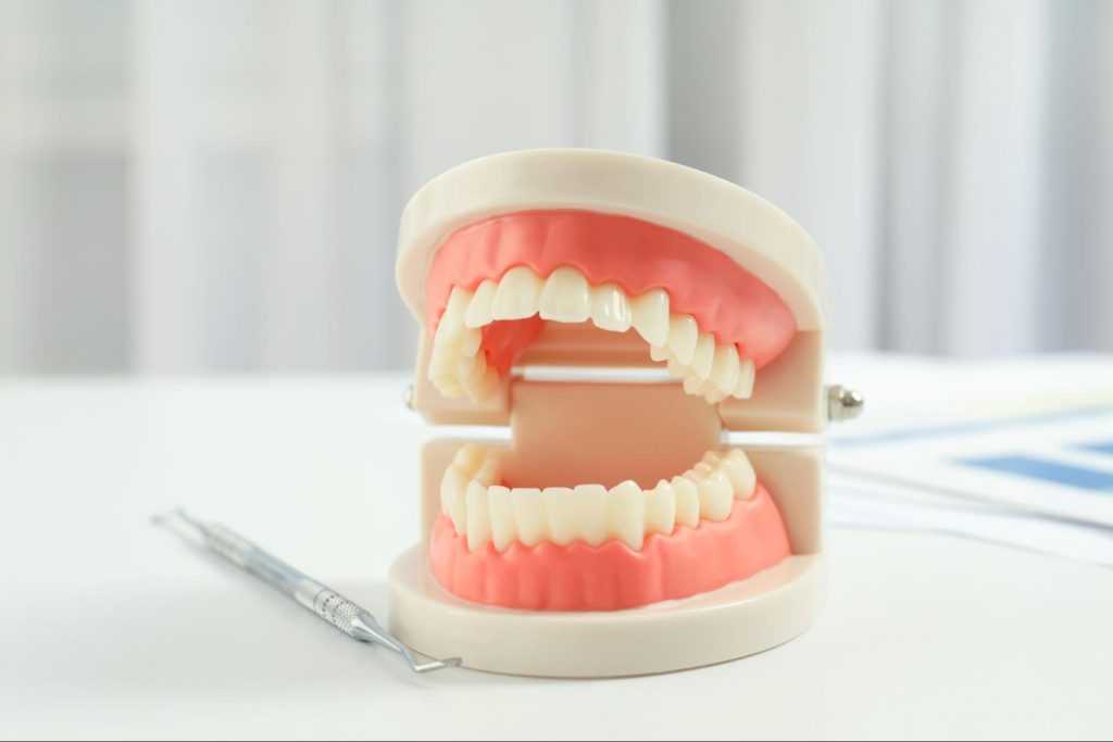Model of teeth next to dental tools.