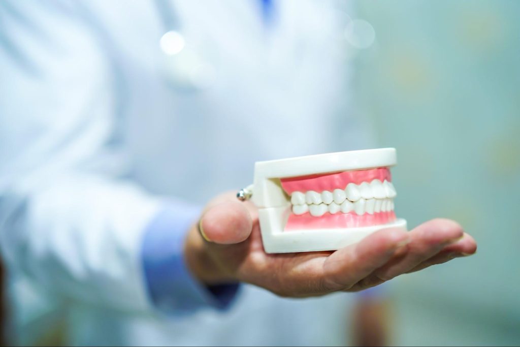 Dentist holding a model of teeth.
